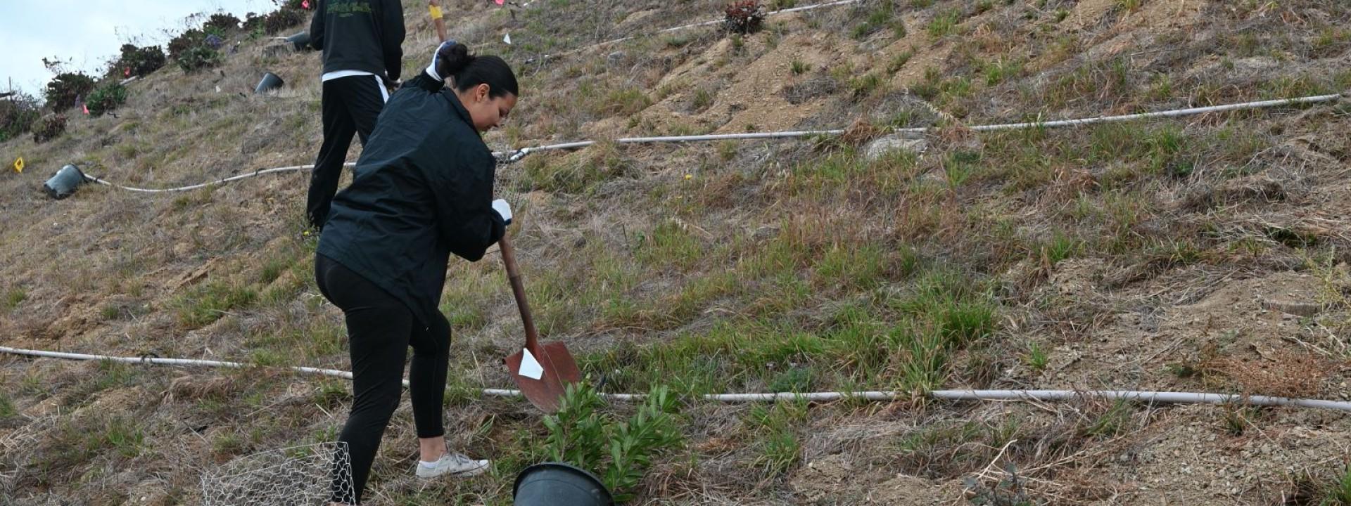 Fellow digging a hole to plant a tree.